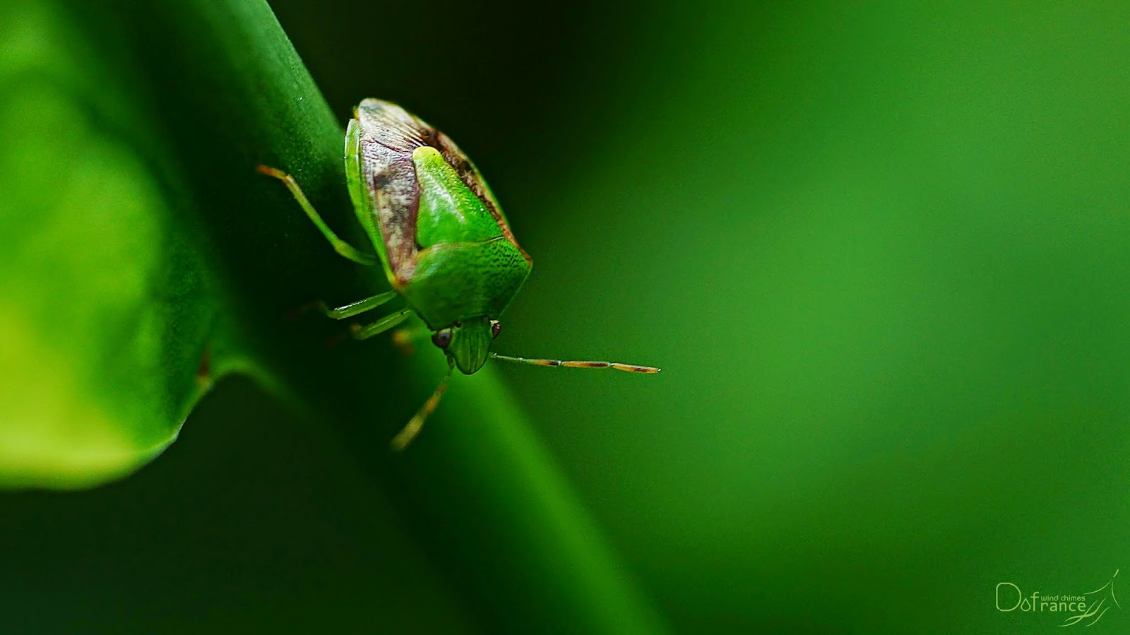 Nex 5N – Lester Dine Kino Precision (Kiron) 105mm 2.8 macro 1:1