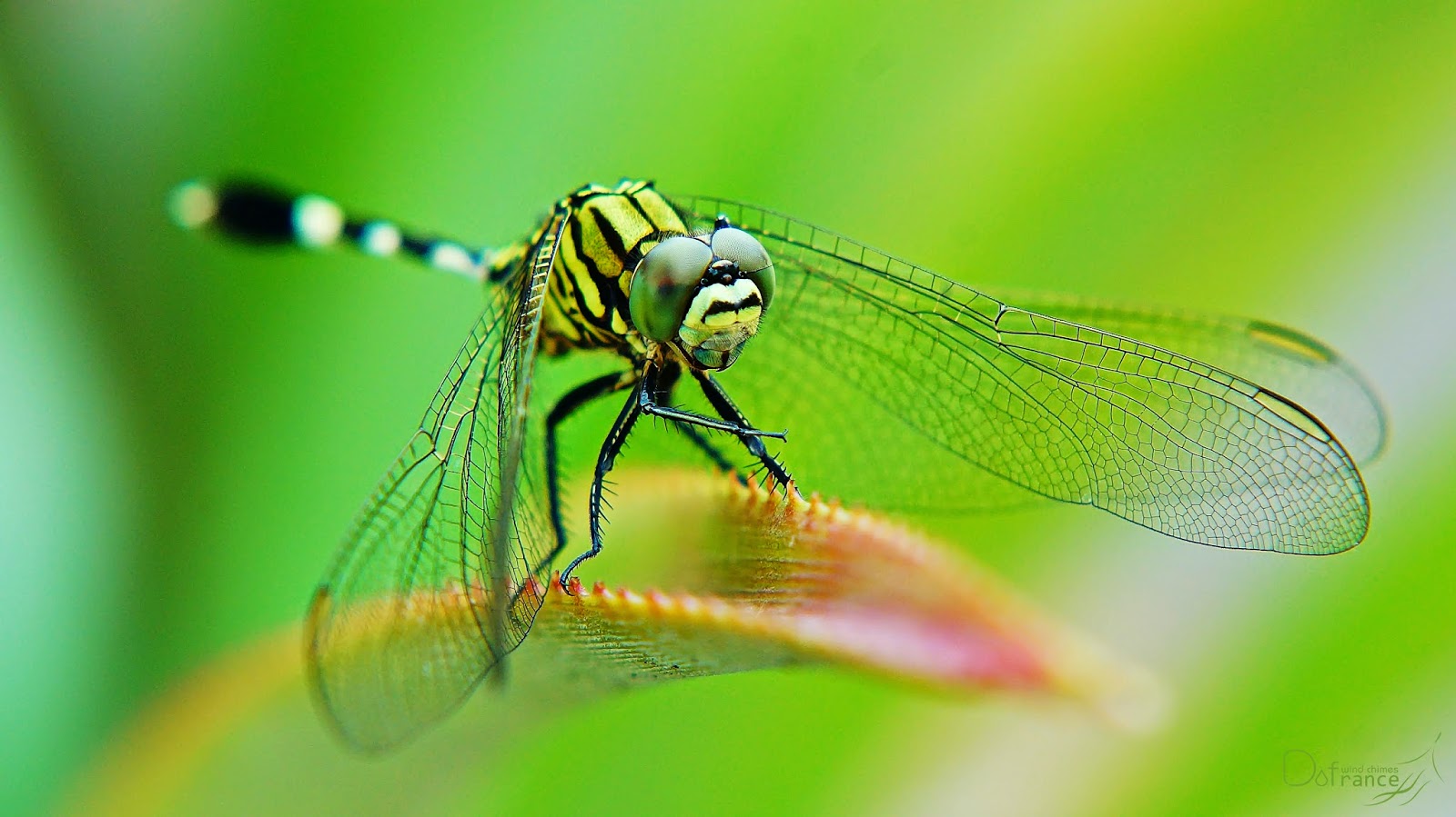 Dragon Fly – Nex 5N Lester Dine (Kiron Kino Precision) 105mm Macro 1:1 ﻿