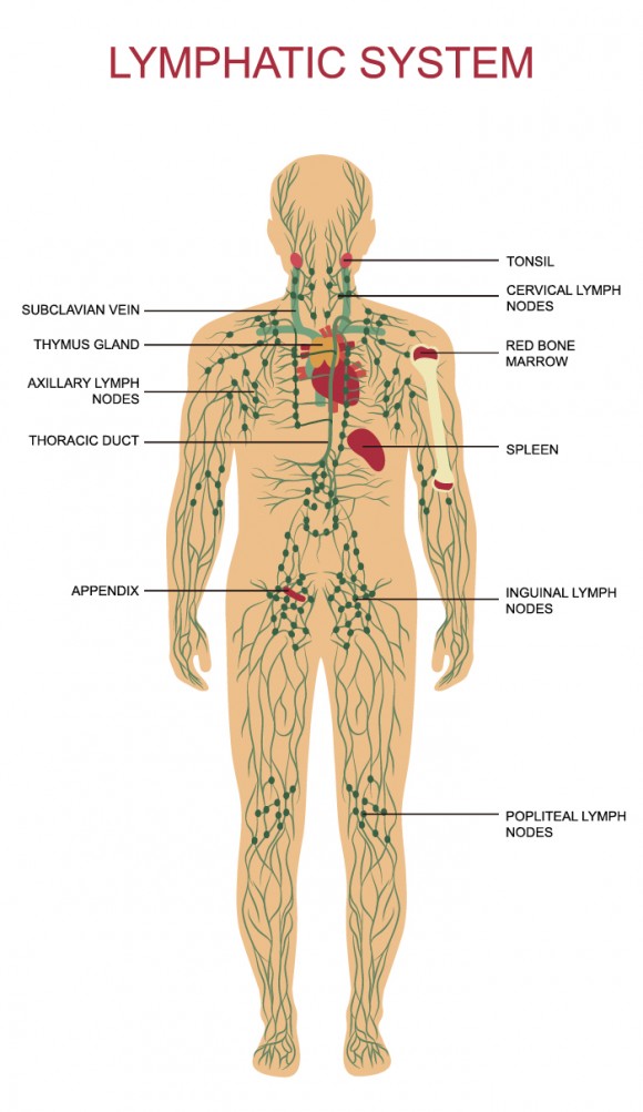 The lymph system is a network of organs, nodes, ducts, and vessels throughout the body that form a major part of the immune system. 